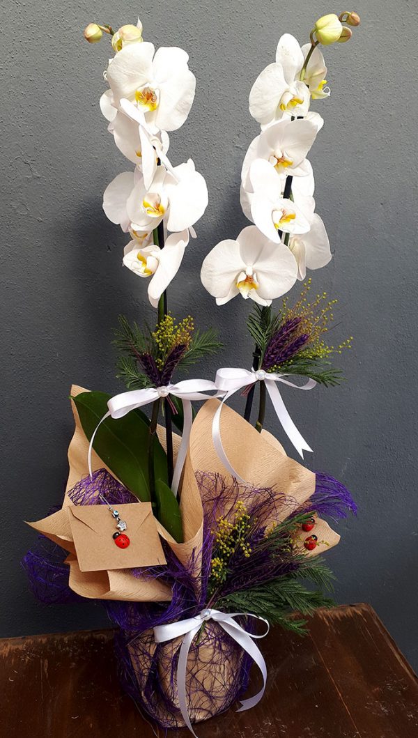Goncalı Beyaz Orkide