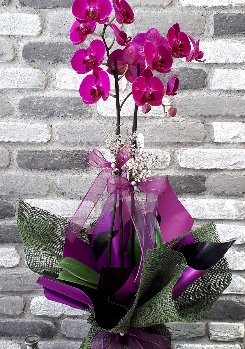 Mor Orkide – Açelya Çiçek