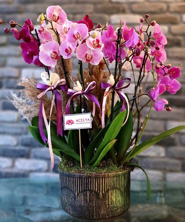 Orkide ve Saksı Çiçekleri