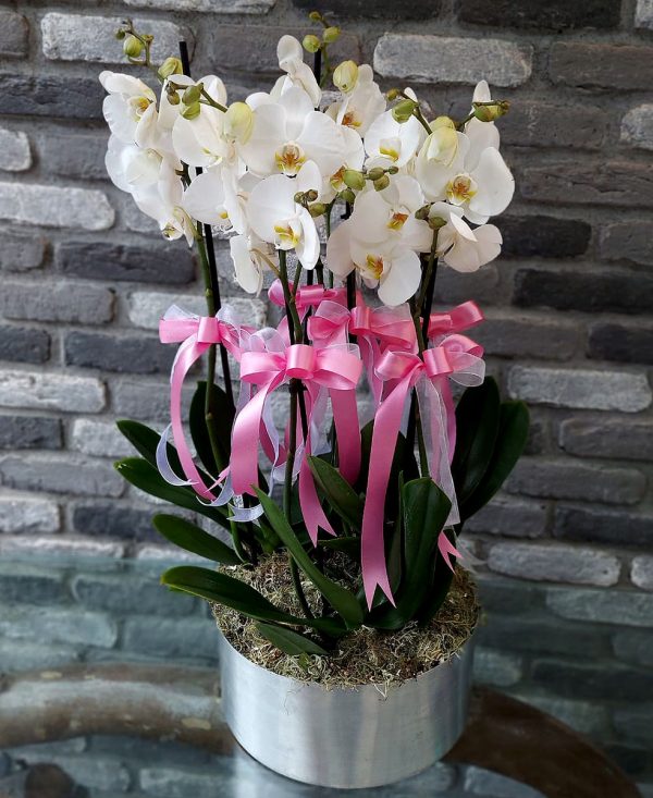 Orkide ve Saksı Çiçekleri